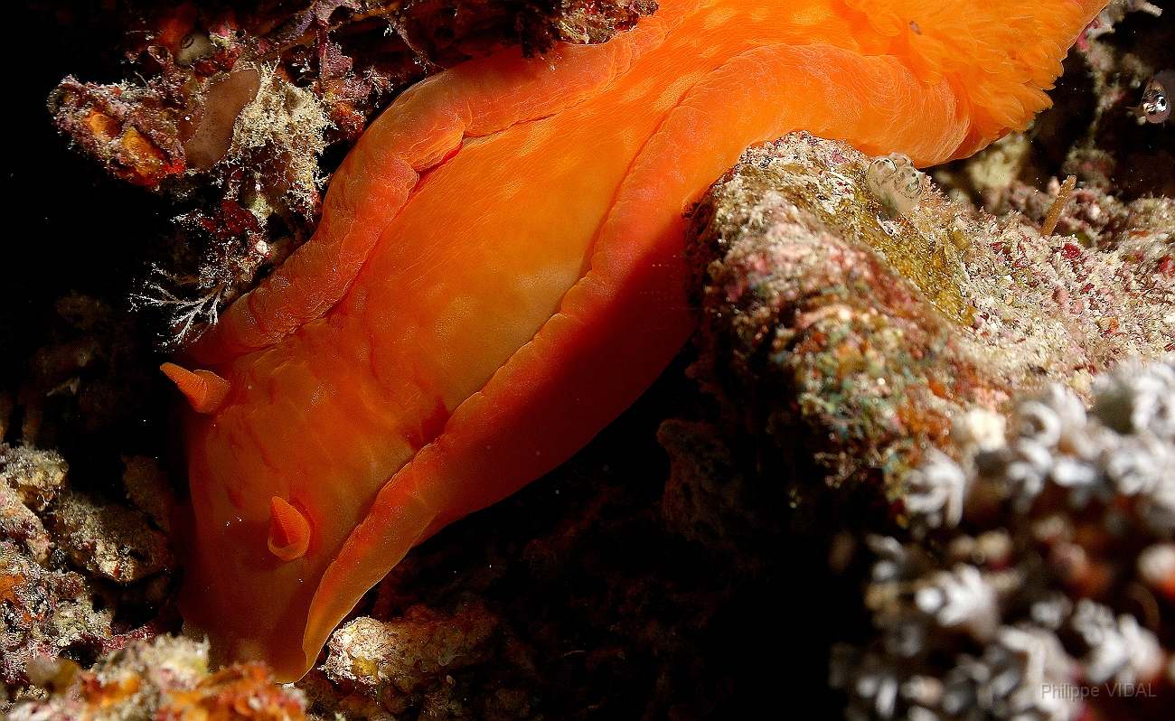 Raja Ampat 2016 - Hexabranchus sanguineus - Spanish Dancer - Danseuse Espagnole - IMG_5468_rc.jpg
